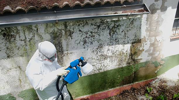 Top rated local Mold Remediation specialists in Woodbine, NJ